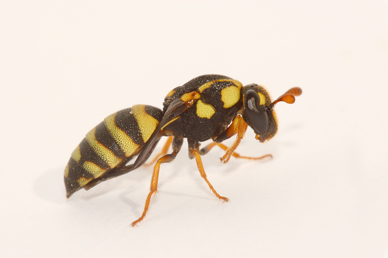 Celonites (Celonites) abbreviatus (Vespidae Masarinae)